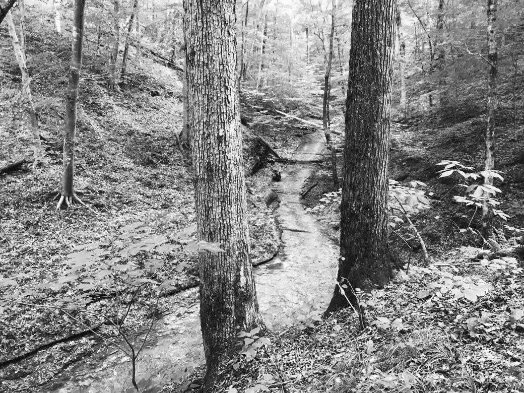 A black and white scene of a dried up creek bed in the forest.